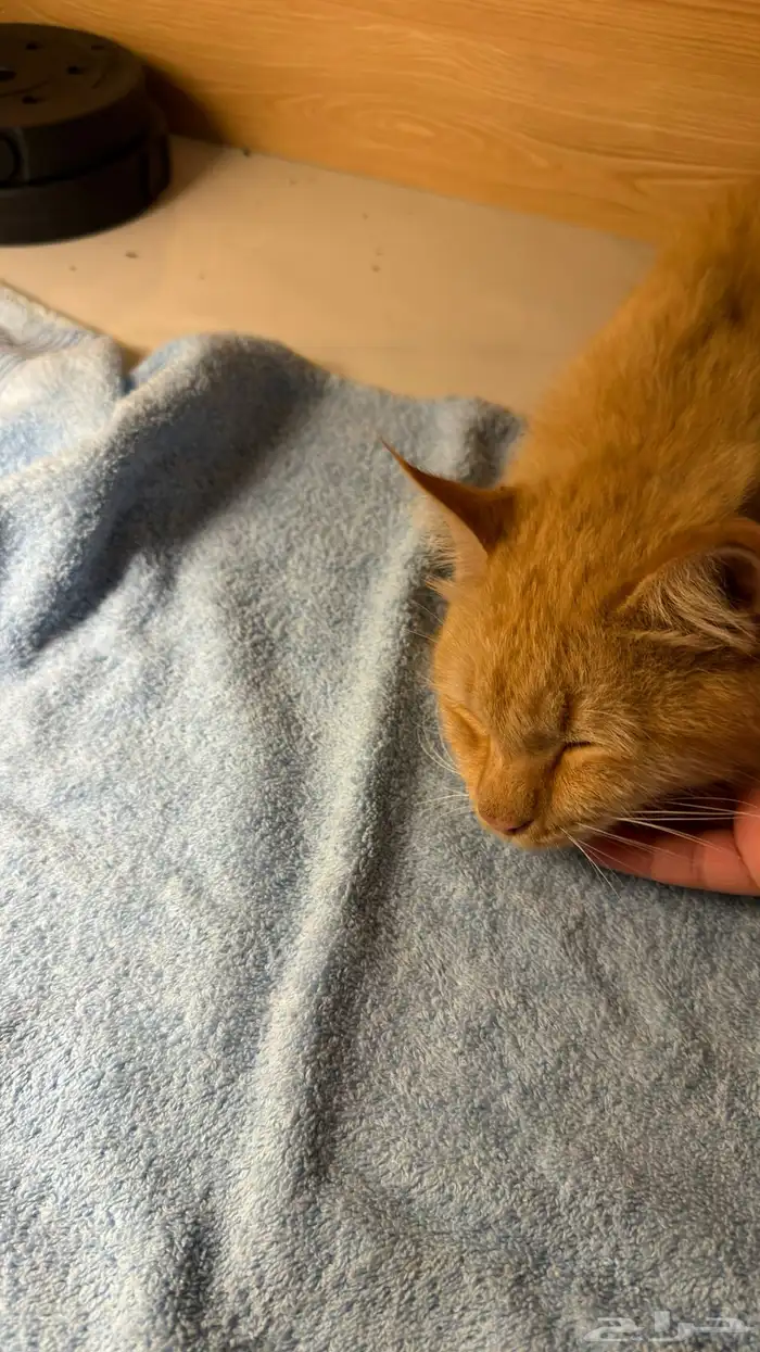 قط برتقالي تابي أليف كيوت جميل يغضب عند إزعاجه فقط ولا يحقد 5