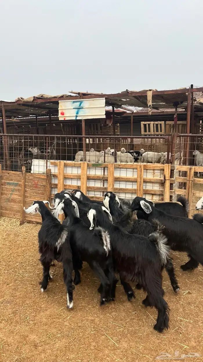 تيوس مخاصي جدعان نظاف شرط ذبائح 7