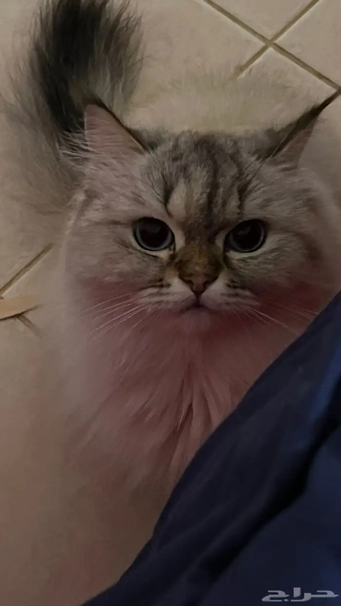 قط للتبني ذكر 0