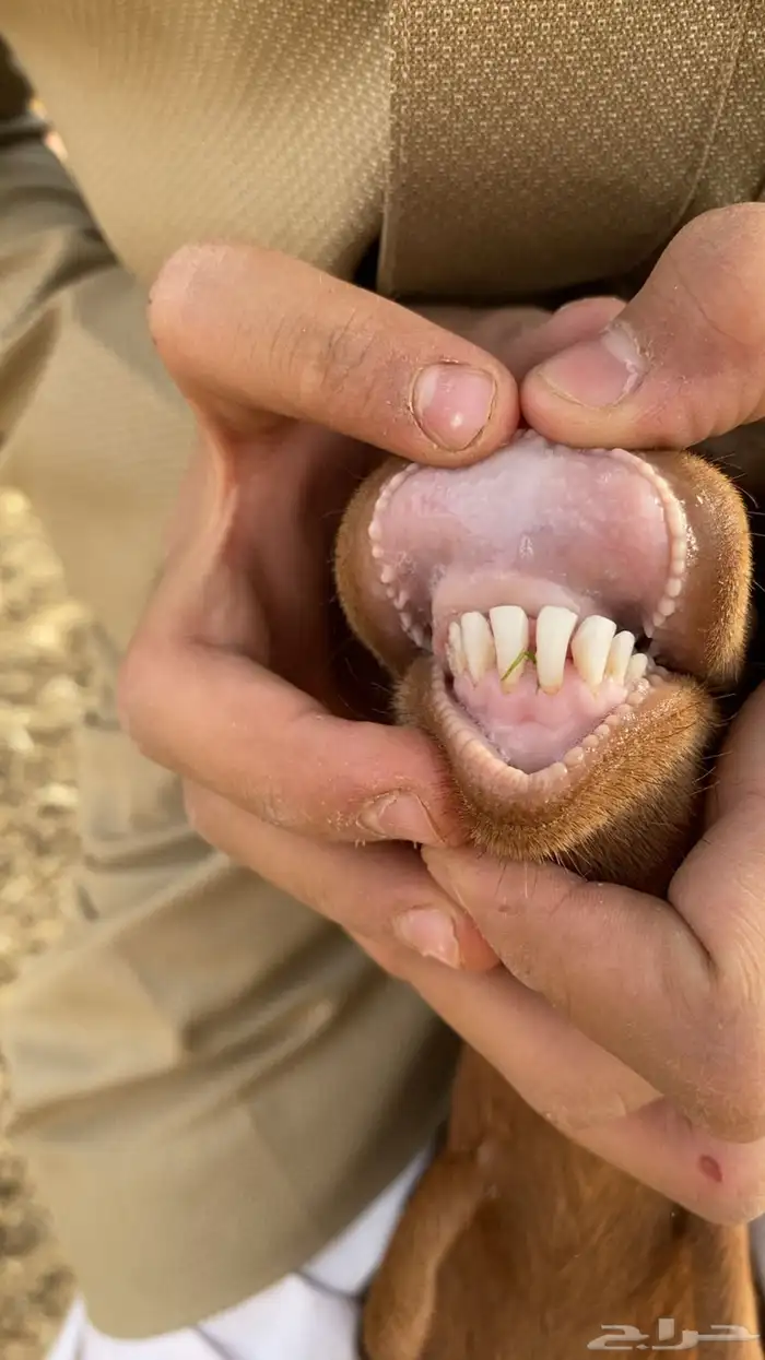 معزا جنوبيه مراح واحد 6