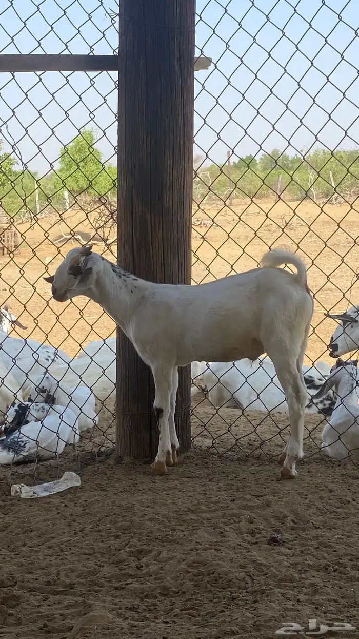 اثنين تيوس مشاريع 5