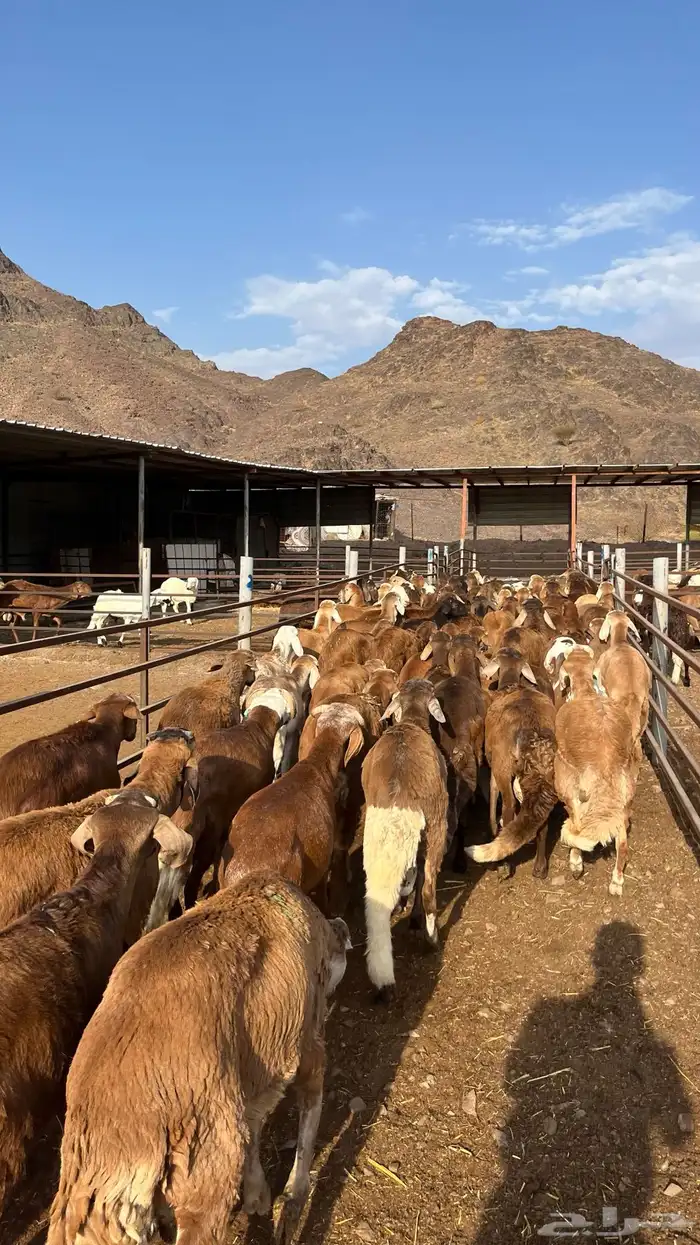 طليان سواكن جادعان حمري مرابى 2