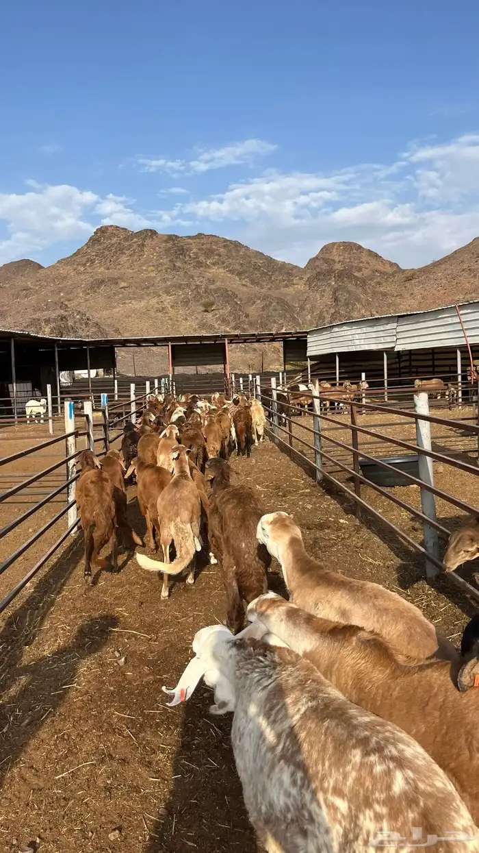 طليان سواكن جادعان حمري مرابى 8