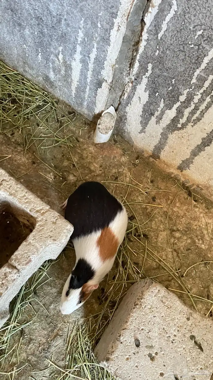 وبران بلدي و أمريكي 3