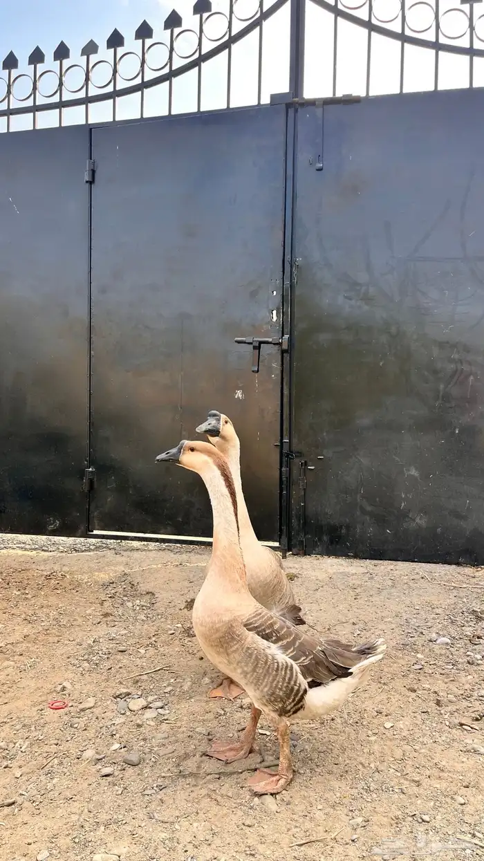 للبيع وز عراقي و مفتل 1