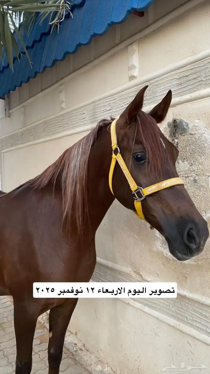 فرس واهو لقاح على حصان طيب وبسعر مغري 0