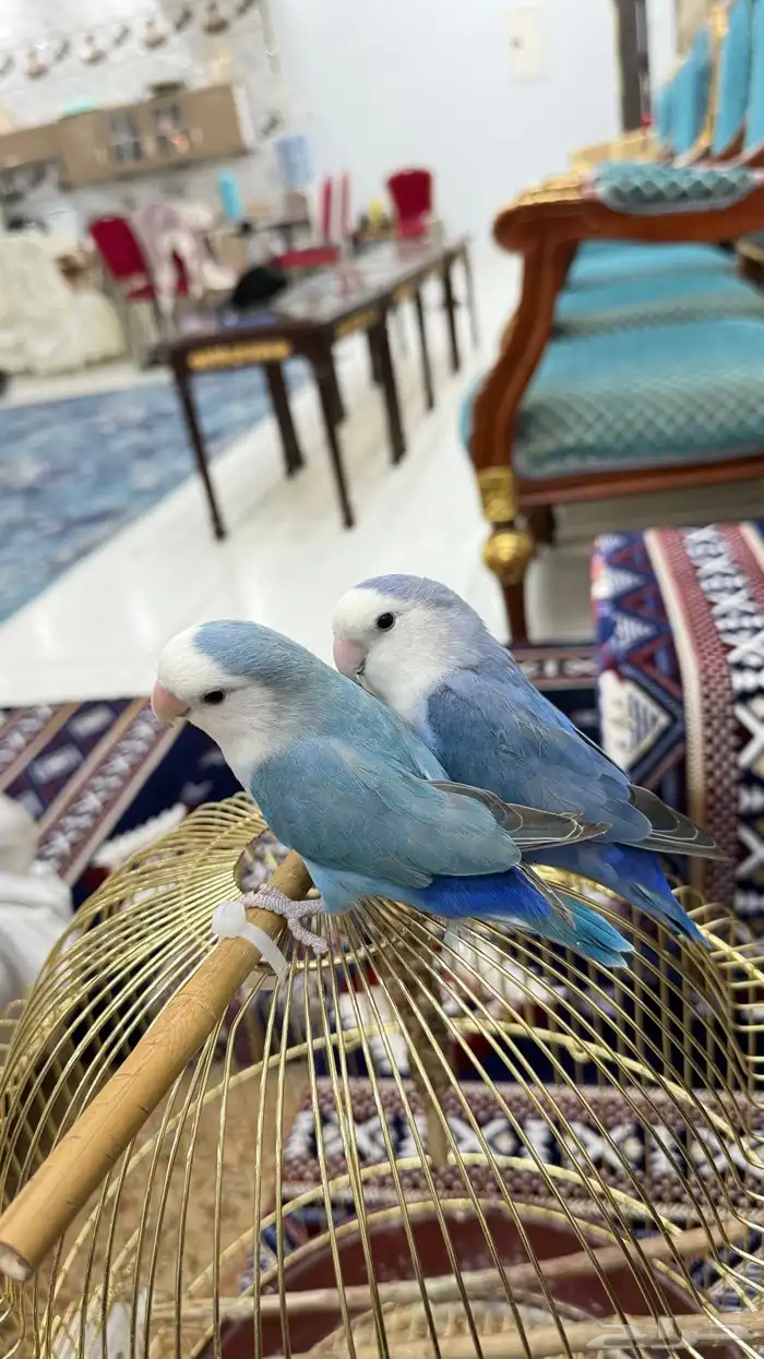 زوج روز منتج والليف 11