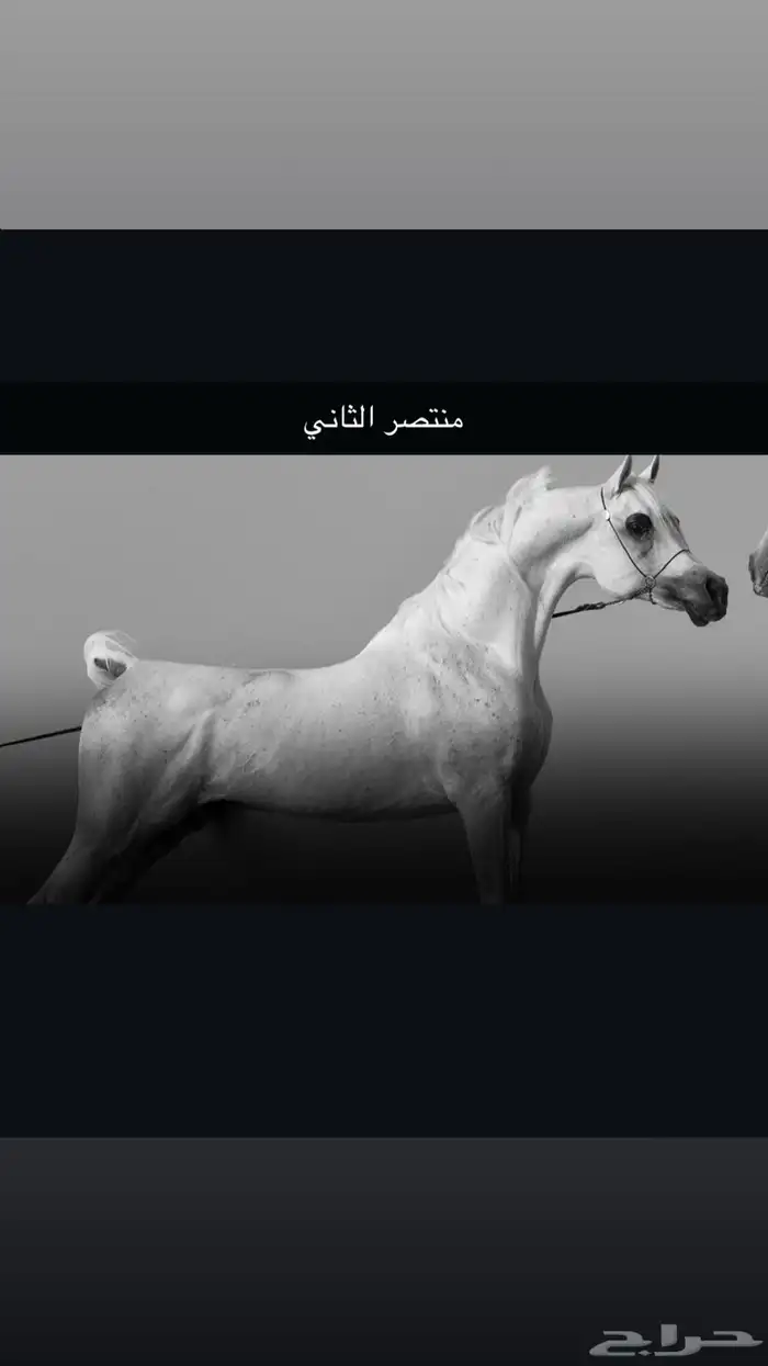 حصان مكس حار 1