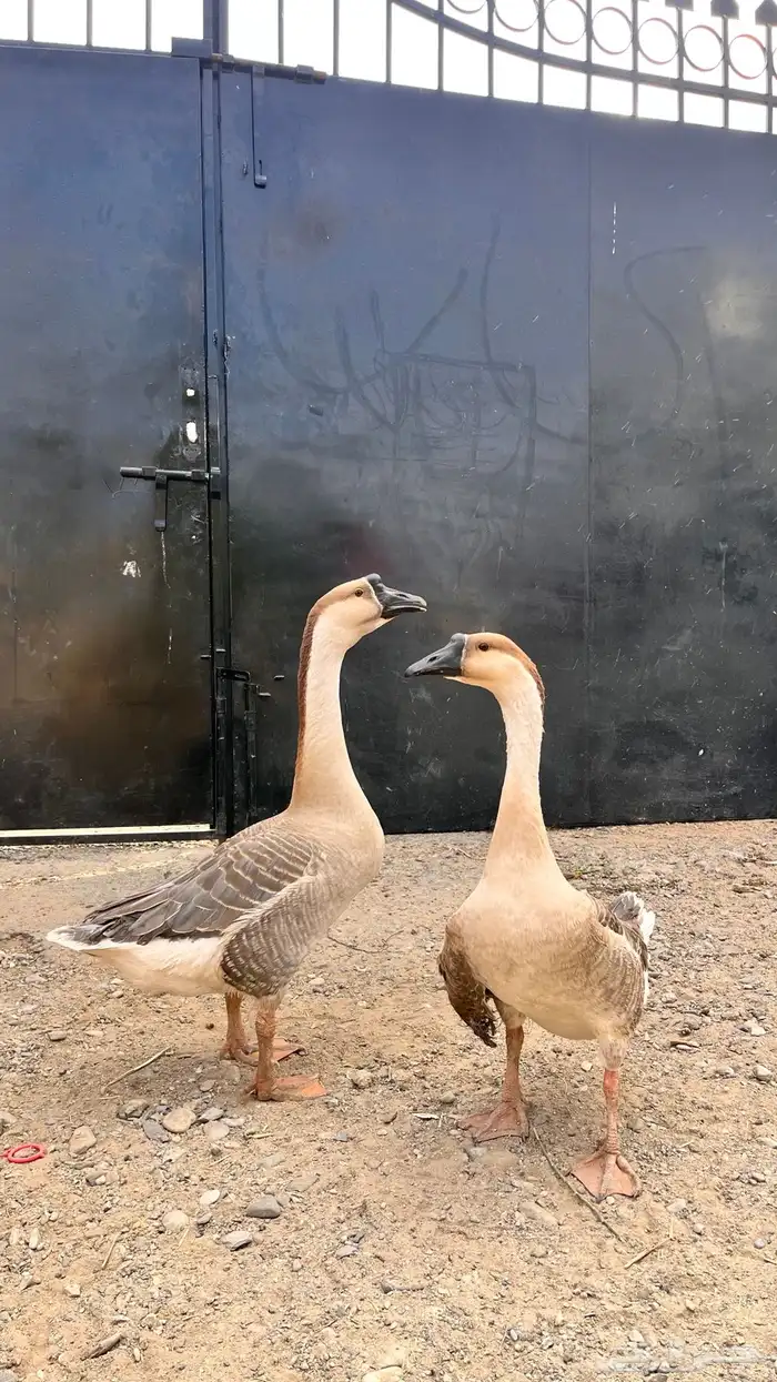 للبيع وز عراقي و مفتل 0