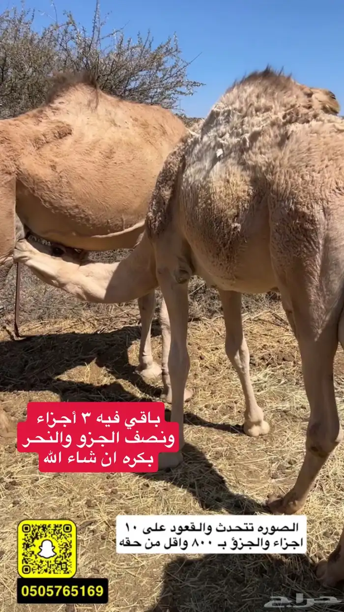 قعود مفرود شراكه على 10 اجزاء 0