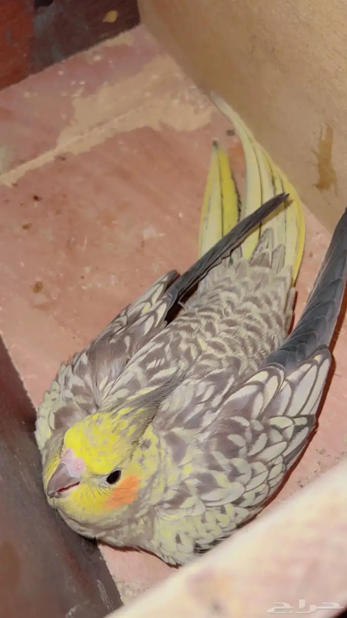 طيور للبيع 11