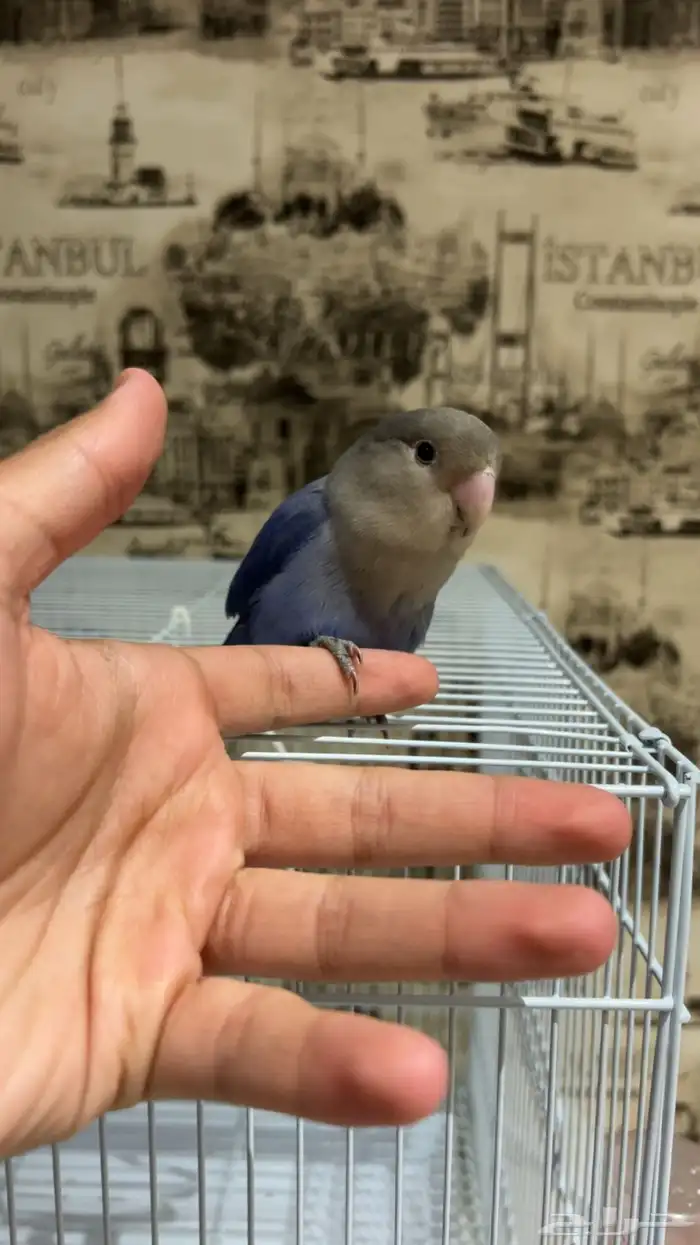 فرخ روز عمر 3 شهور 2