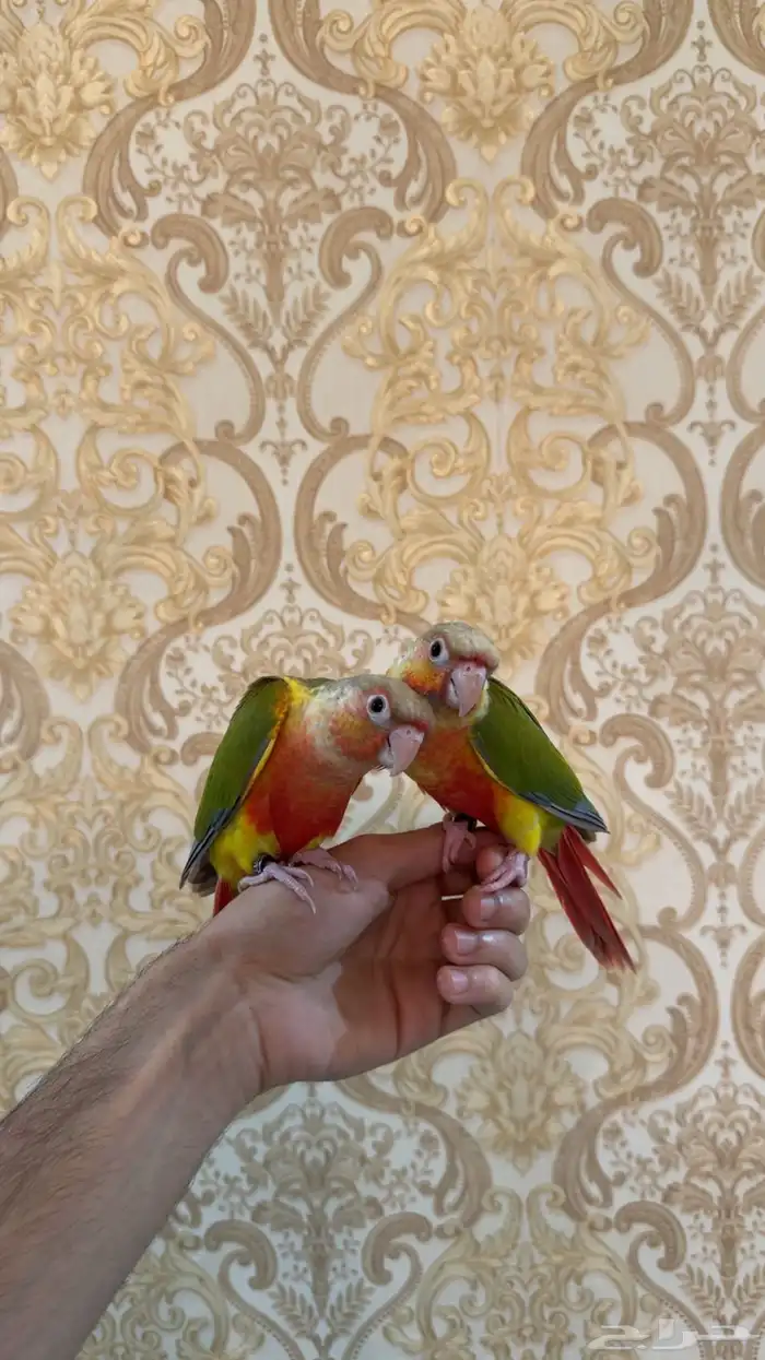 فروخ كنيور ريد فاكتور 4