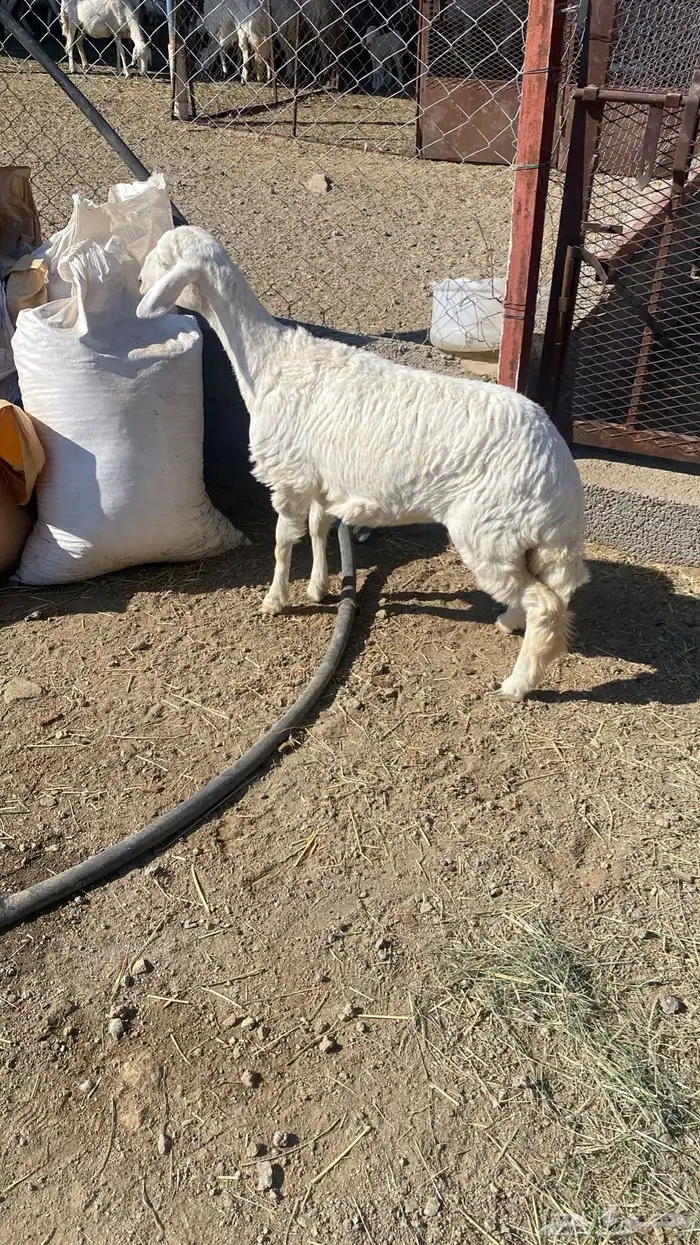 رخل دافع   غنم 1