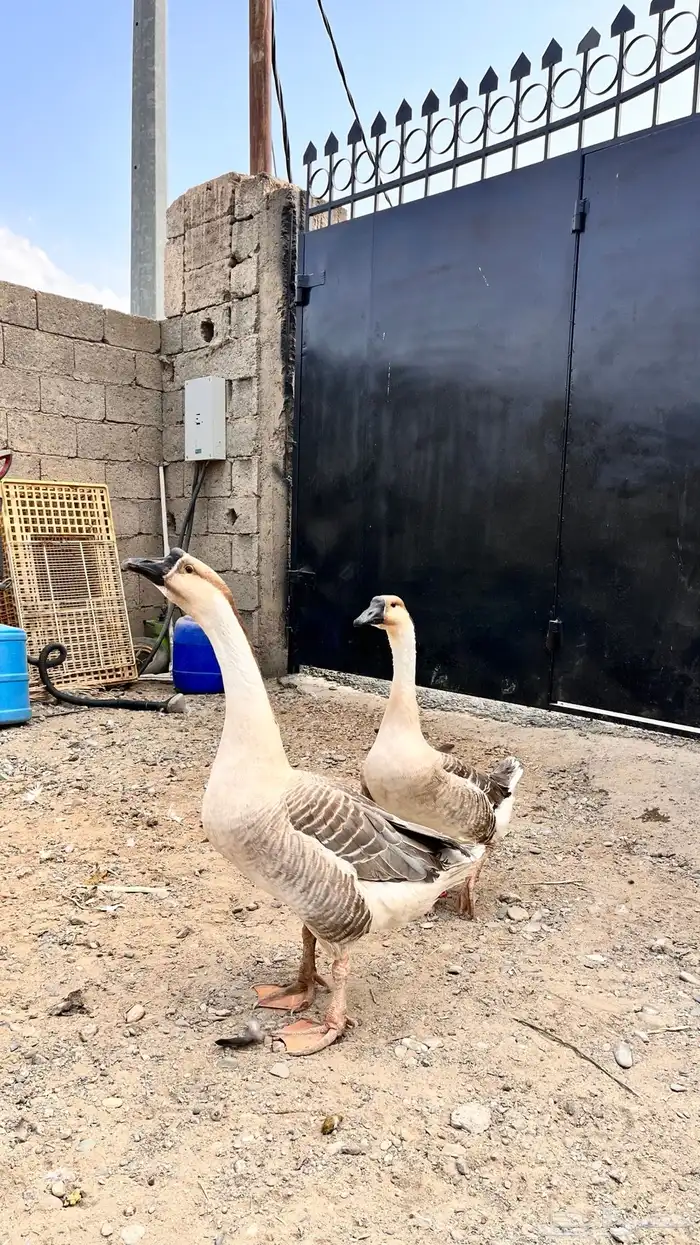 للبيع وز عراقي و مفتل 2