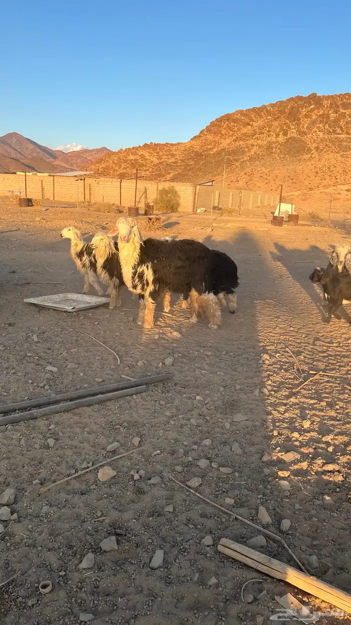 خروف نجدي صنف 5