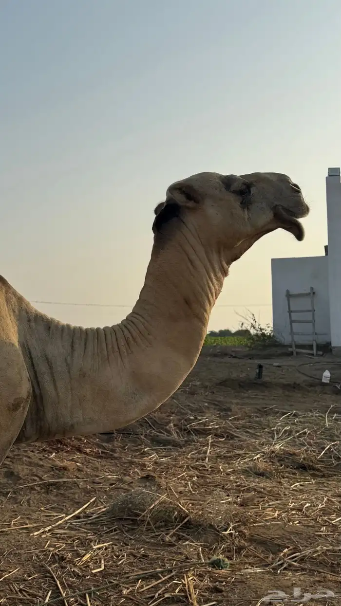 جمل اركي للبيع 1