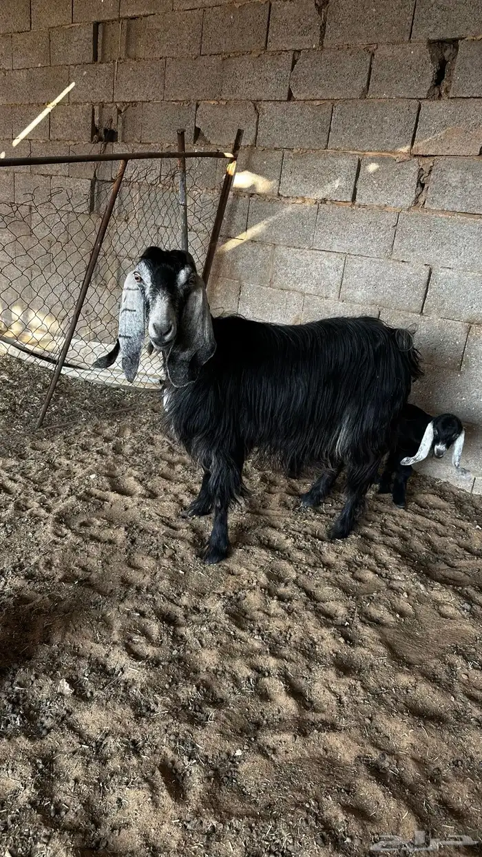 معزاء متاومه 4