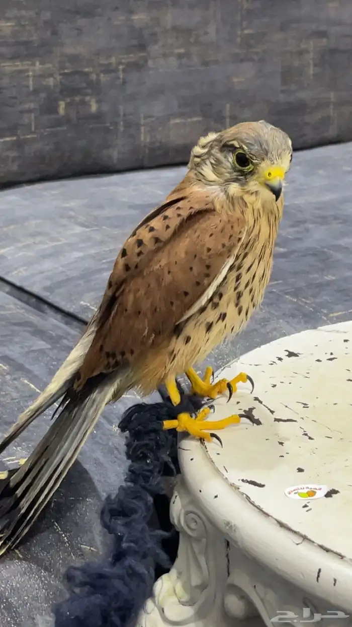 باشك مدرب جاهز 2