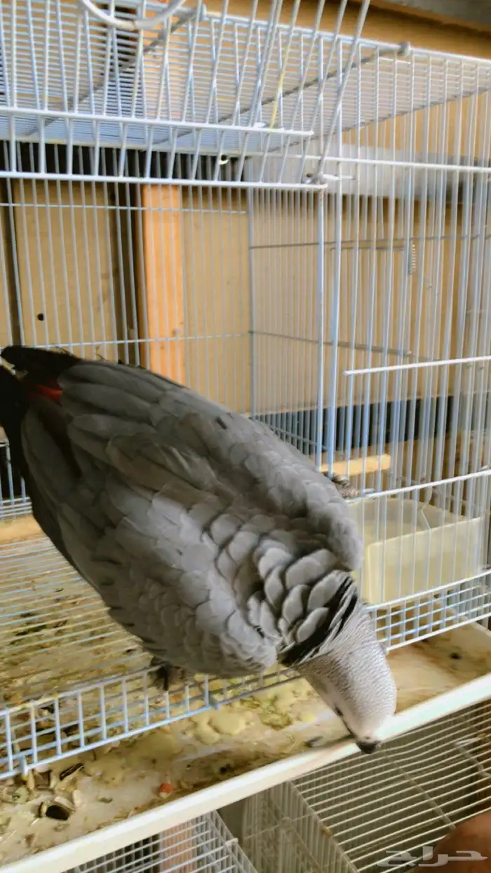 فرخ كاسيكو 4