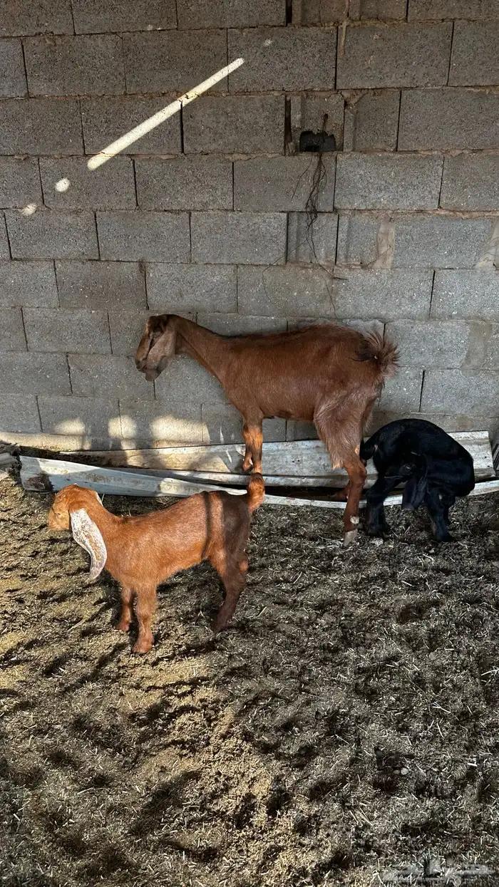 معزاء متاومه 1