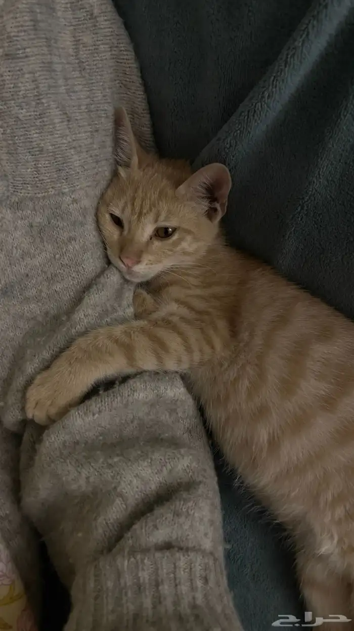 قطط للتبني - الدمام 0
