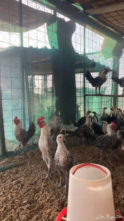 صيصان دجاج فيومي index