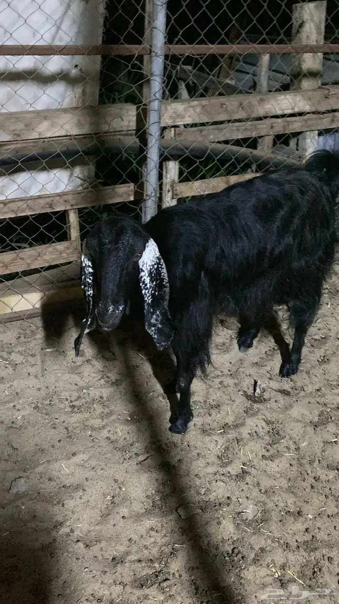 البيع عنز عرضي 1