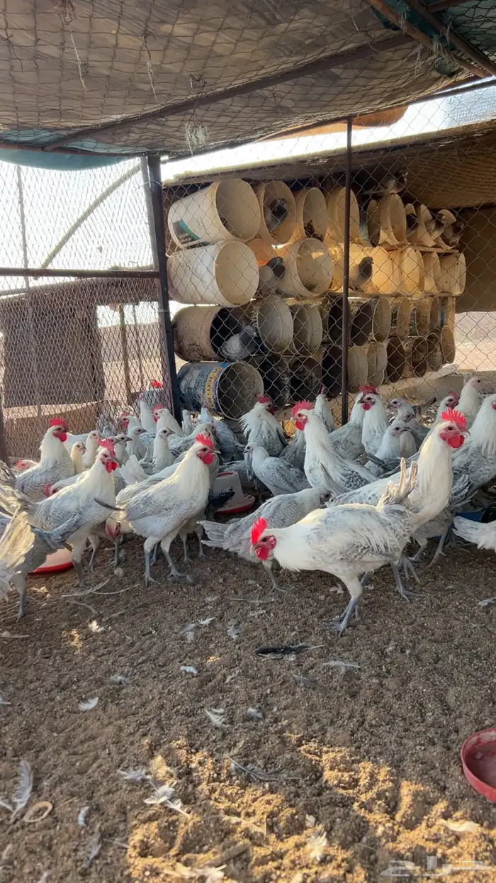 دجاج فيومي 4