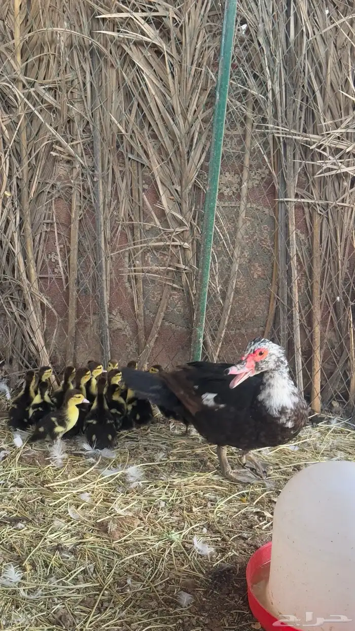 للبيع بط مصري مع فروخه 3