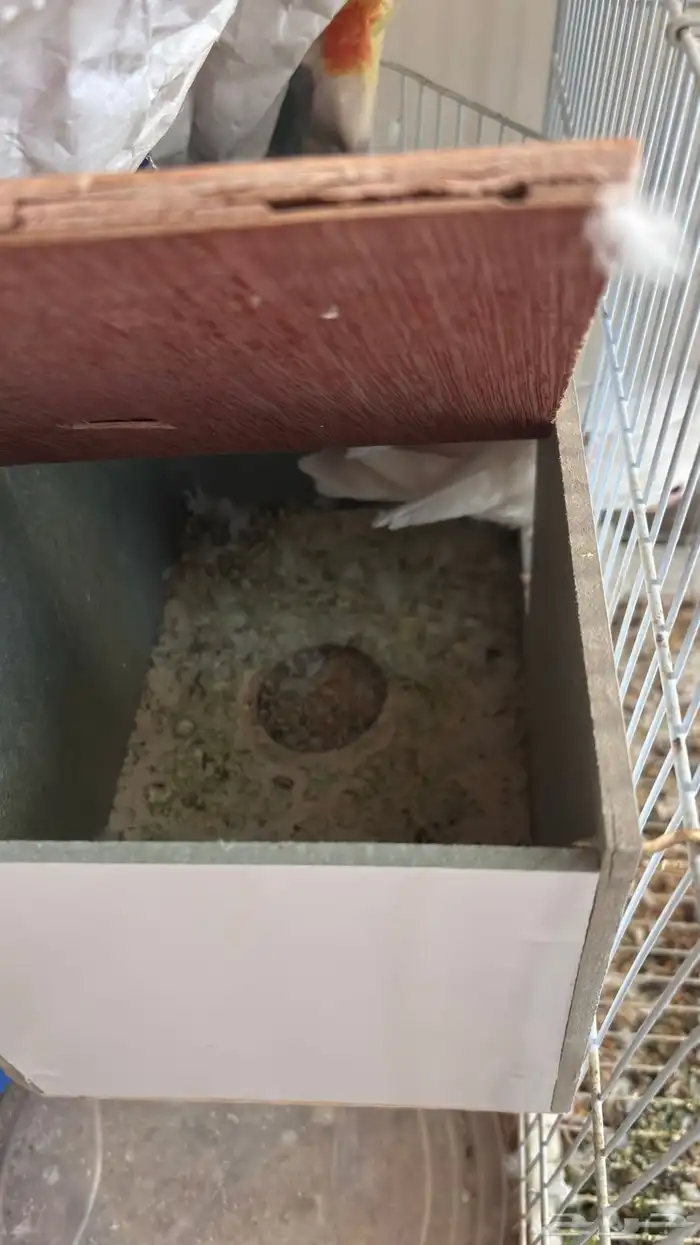 جوز روز البينو عيون حمر جامبو 3