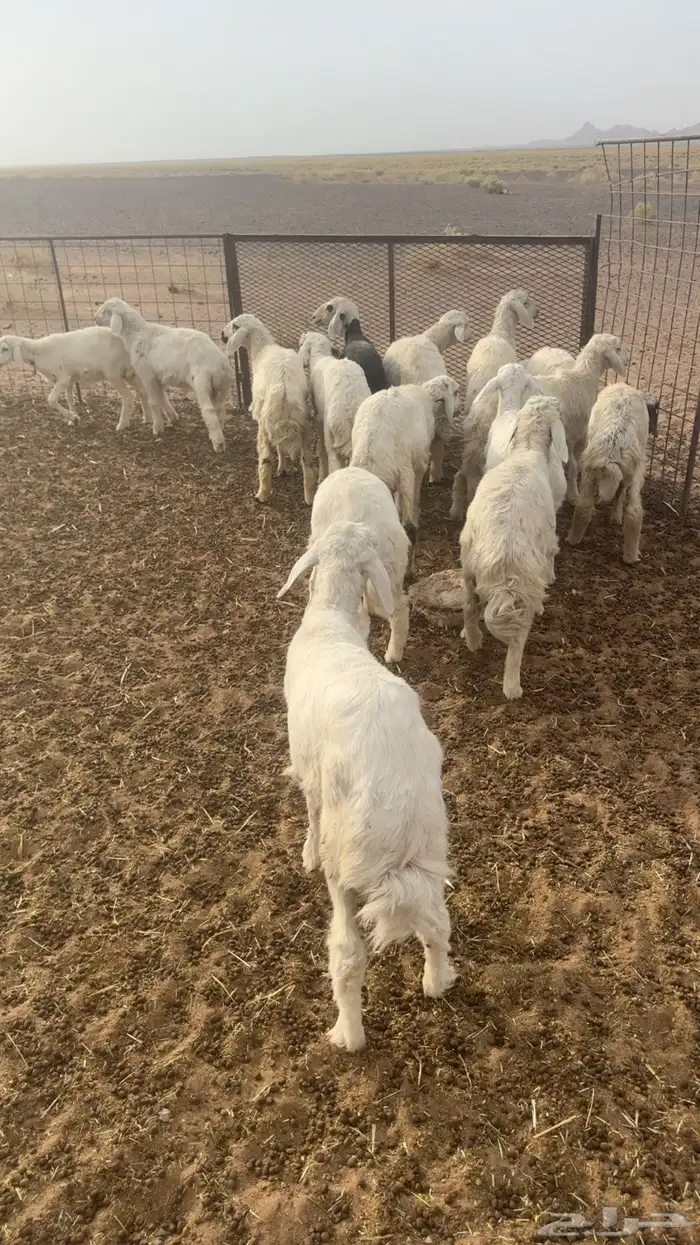 رخال حريات 0