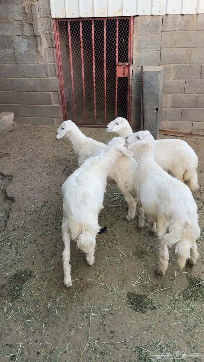 ثلاثه خرفان ورخل 2