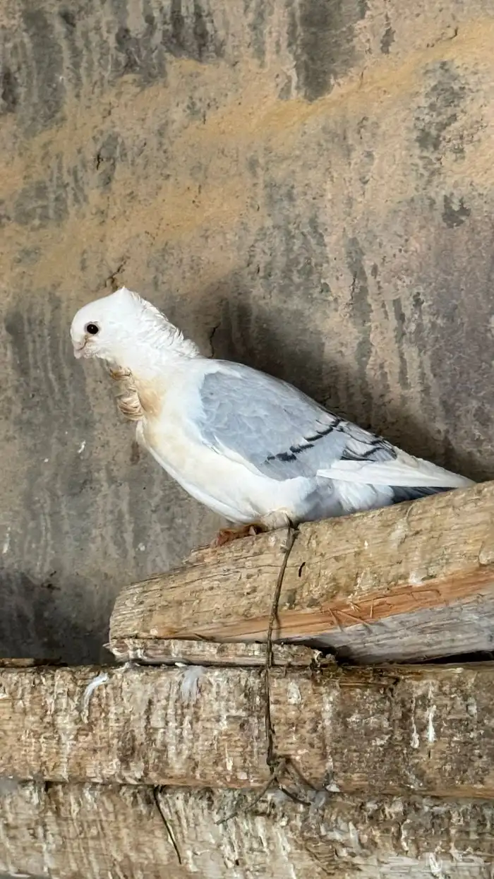 حمام زينه حب رمان 0