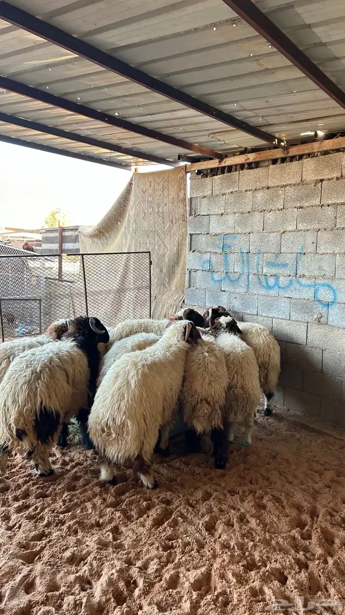 نعيم للبيع 3