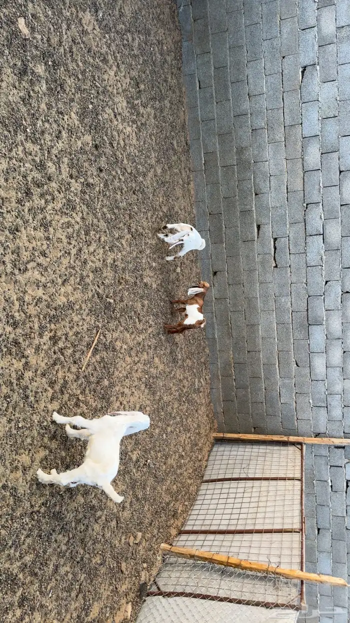 دواغير طيبه 1