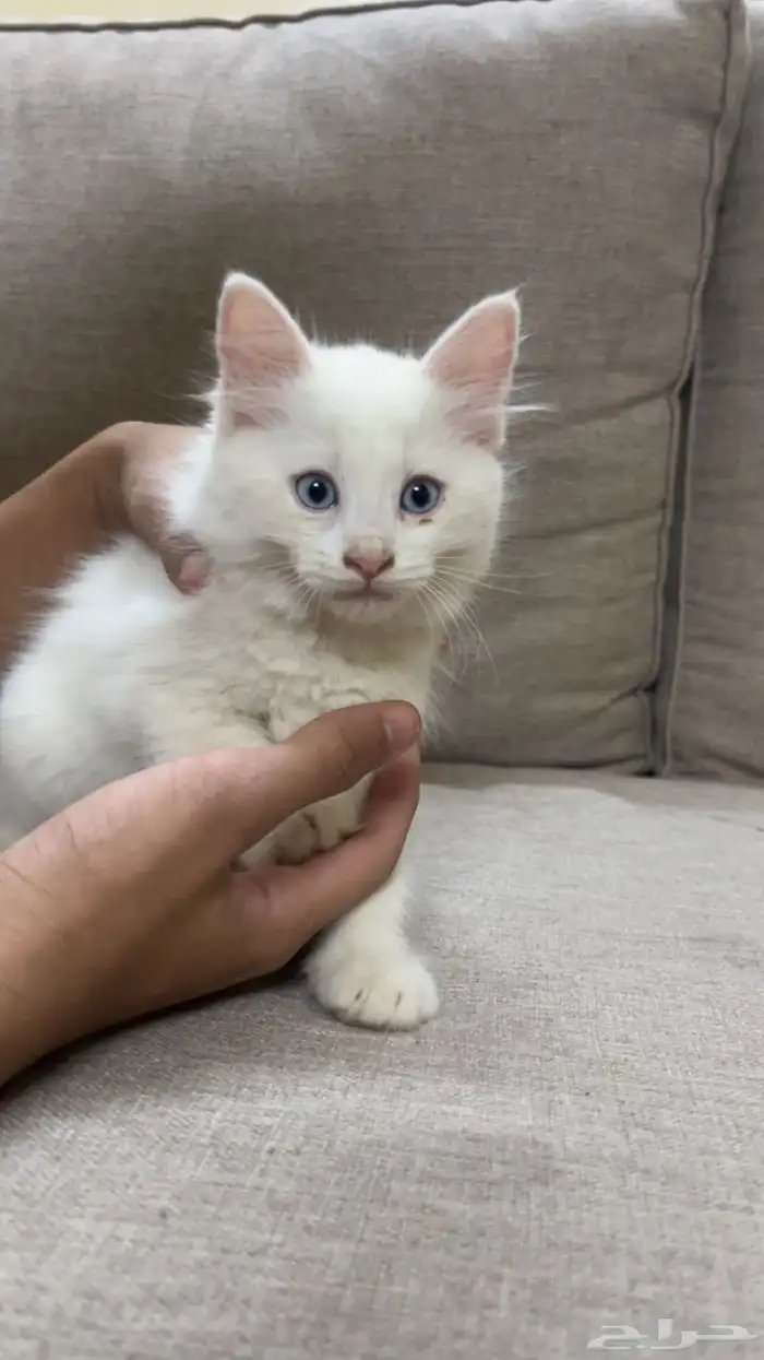 قطط لاتبني 0