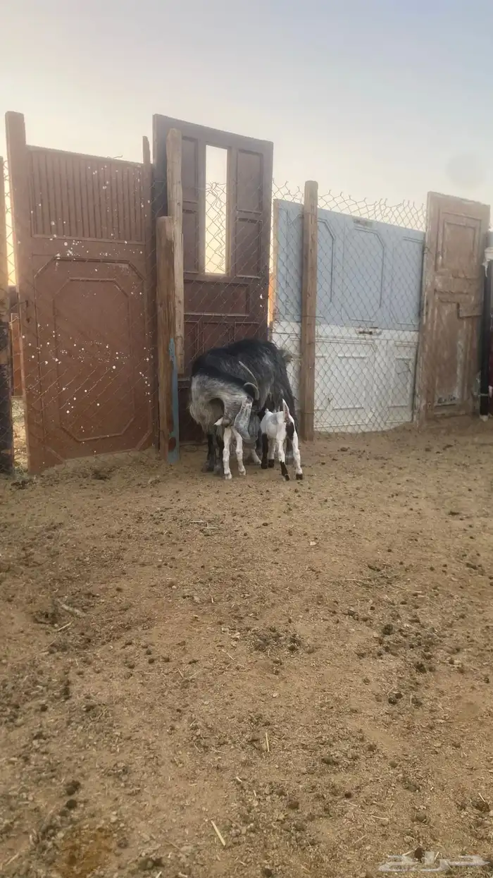 للبيع عنز صنف ديد سليم سنها تامه شبب تحته جفرتين 1