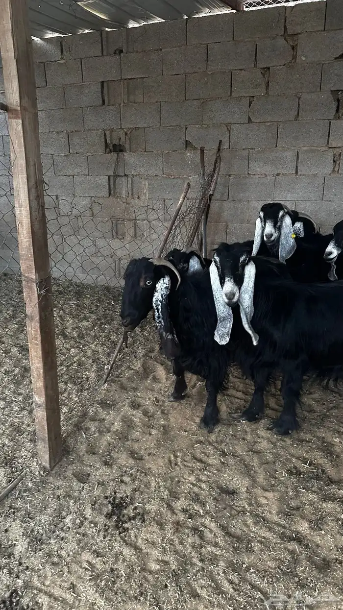 معزاء عوارض ضريع 1