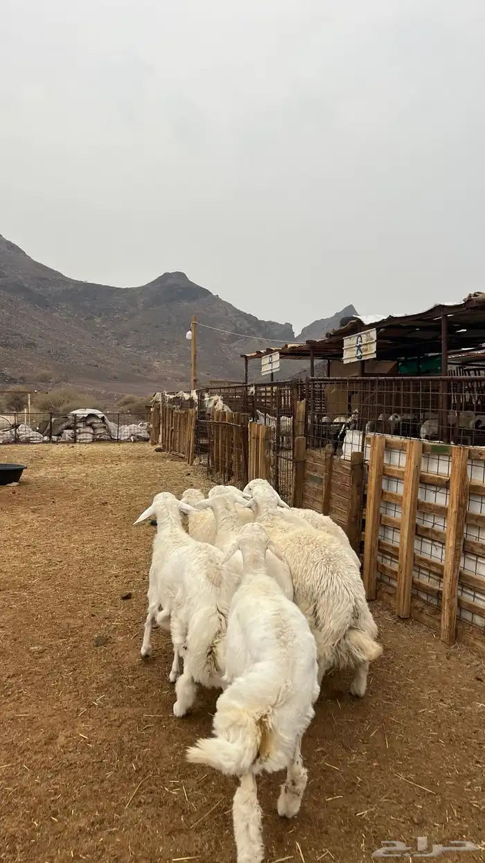 طليان حري جادعان نظاف شرط جبره 5