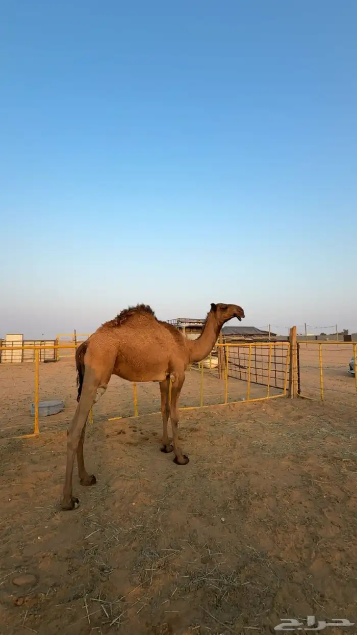 قعود دبياني كفو 1