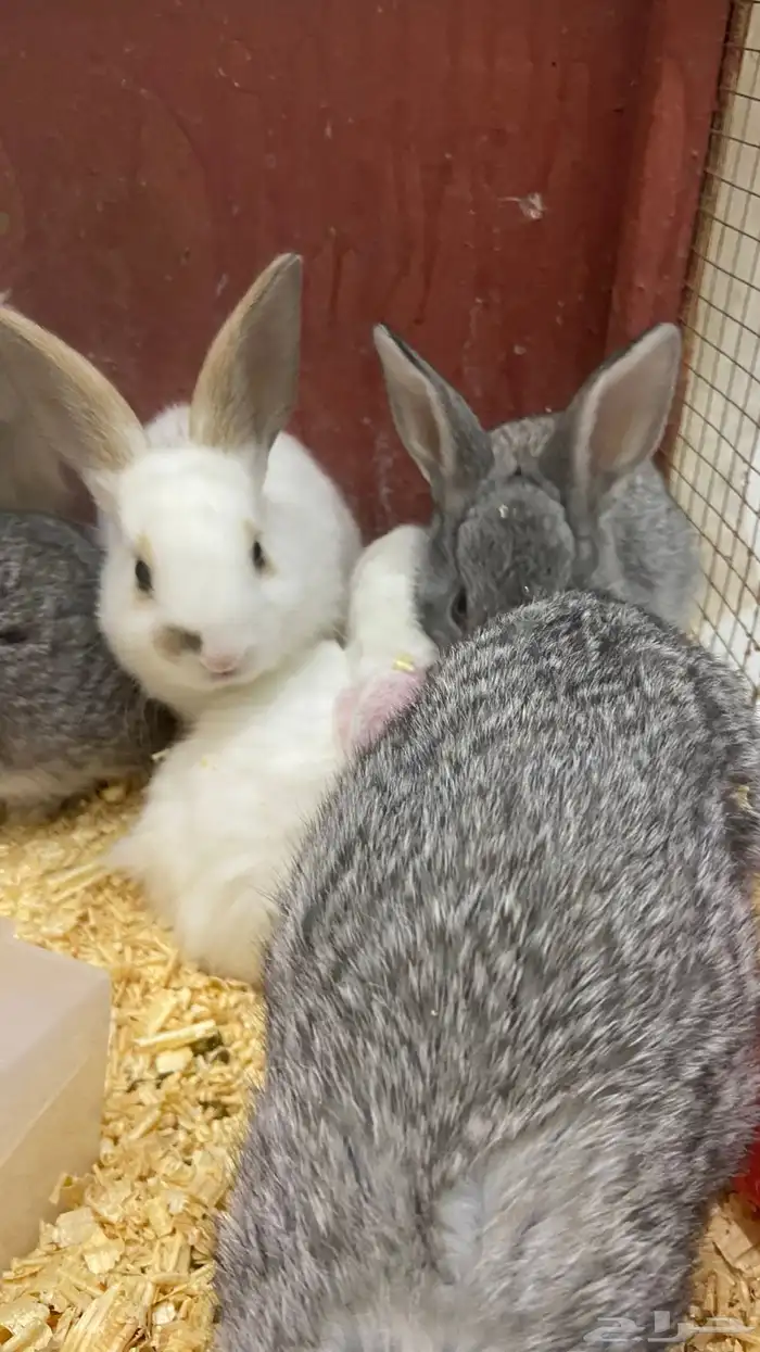 أرانب كيوت للتربيه ف البيت 1