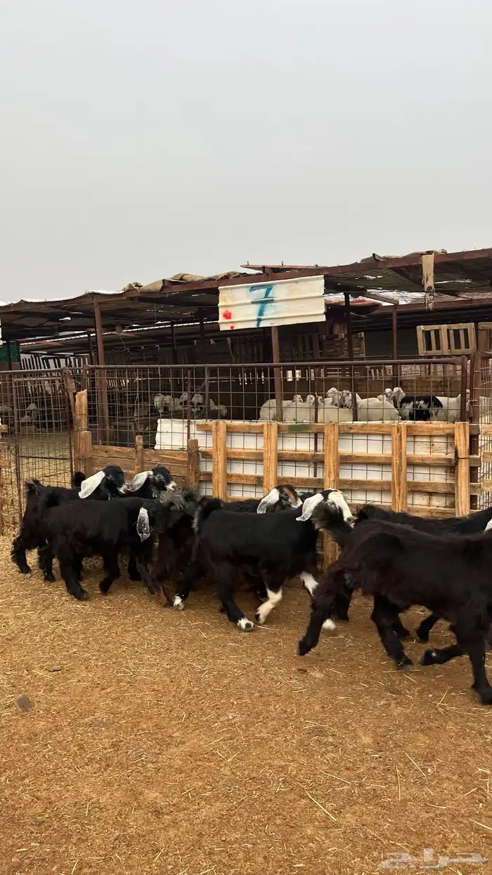 تيوس مخاصي جدعان نظاف شرط ذبائح 13