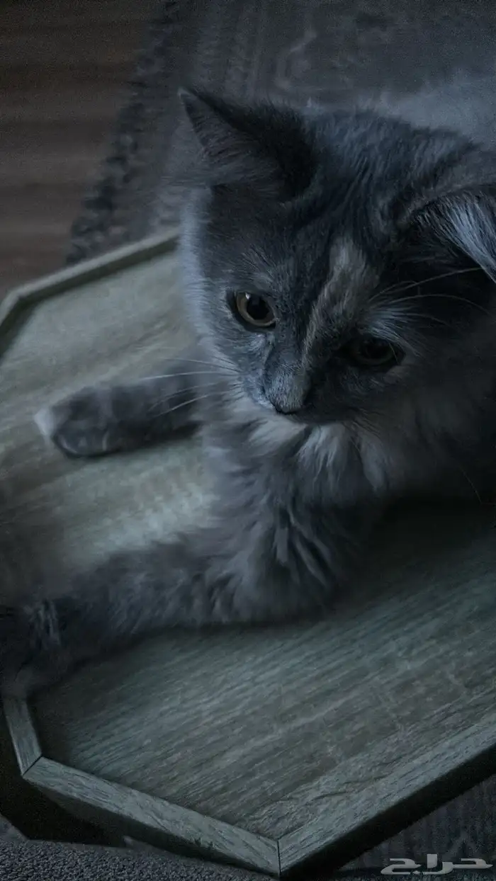 قطه انثى عمرها سنه رمادية 0