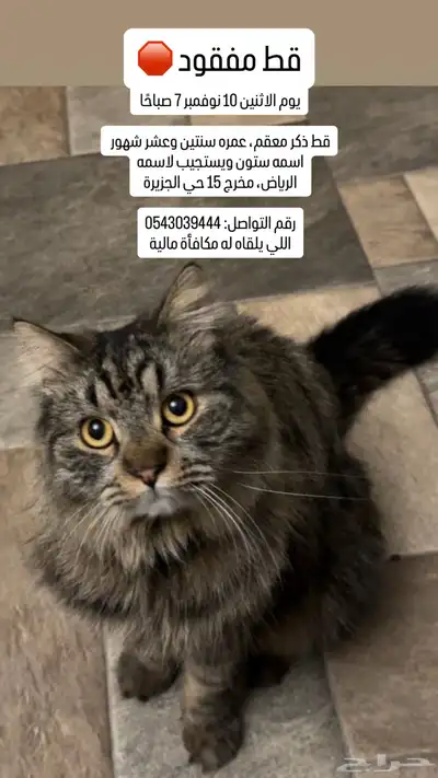 قط مفقود index