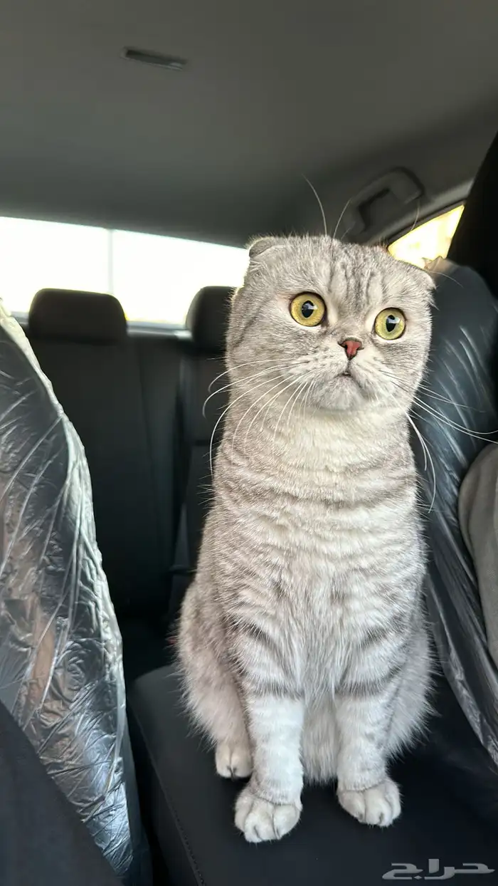 للبيع قطة سكوتش فولد 0