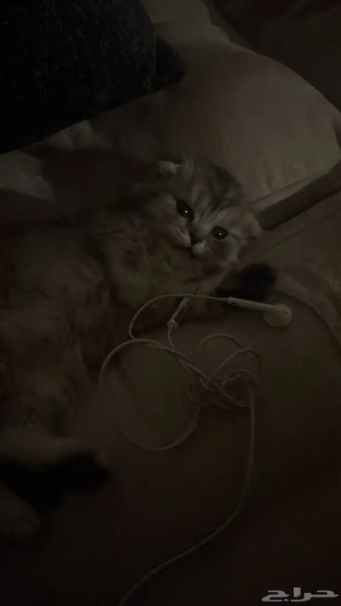 سكوتش بيور 1