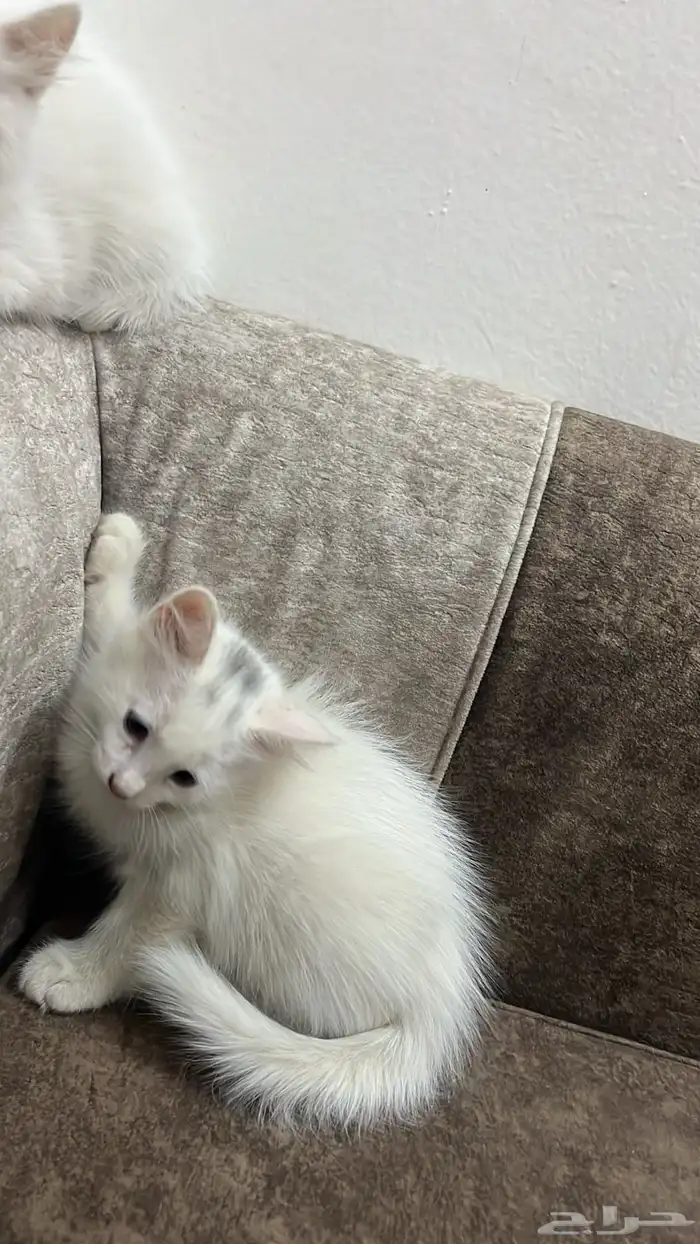 قطط للبيع 2