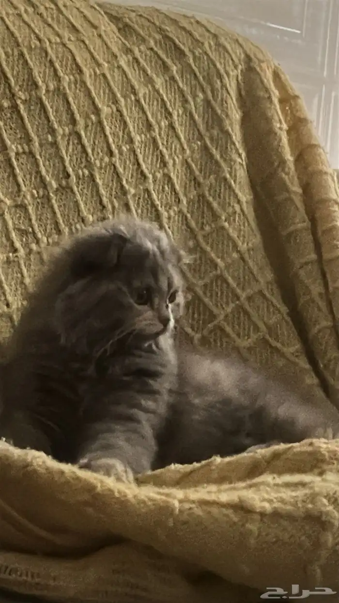 قطوه سكوتش للبيع ب 100 مع اغراضها إلا الرمل 0