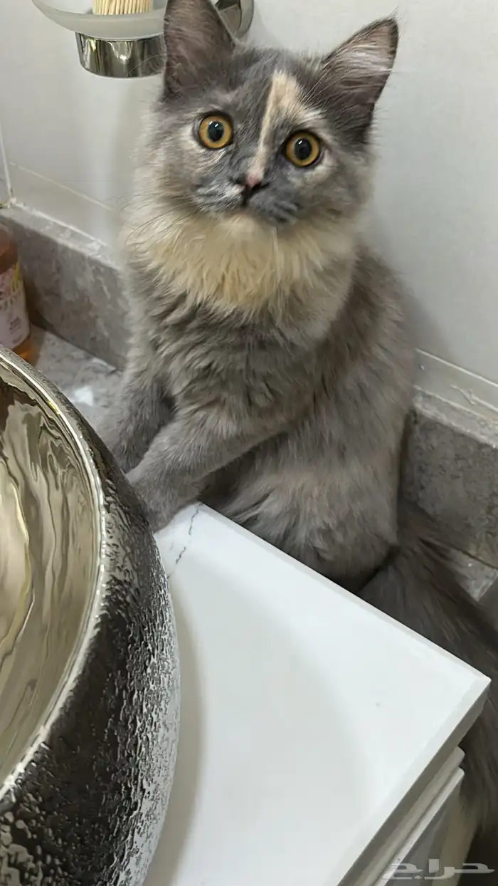 قطه انثى عمرها سنه رمادية 2